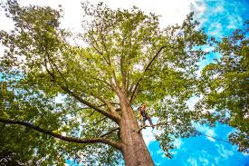 Best Fruit Tree Pruning  in Diaz, AR